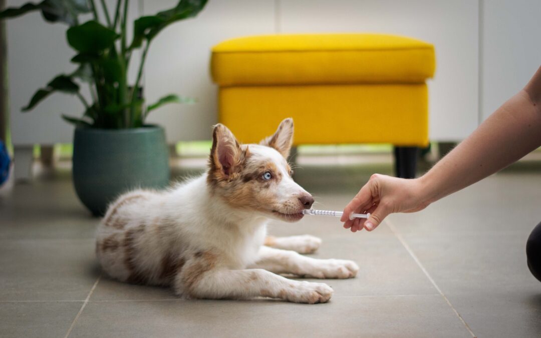 The Benefits of Pet Wellness Care