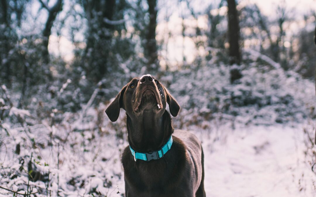 Recognizing and Preventing Seasonal Pet Hazards in January