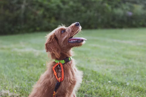 The Health and Happiness Connection: Why Dog Training Matters